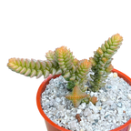 Crassula muscosa var. purpusii