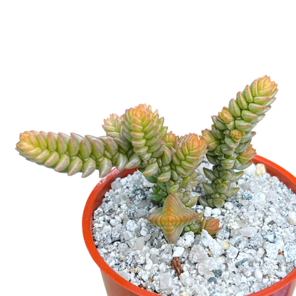 Crassula muscosa var. purpusii