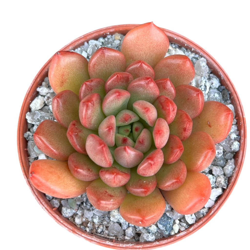 x Graptoveria 'Pink Ruby'