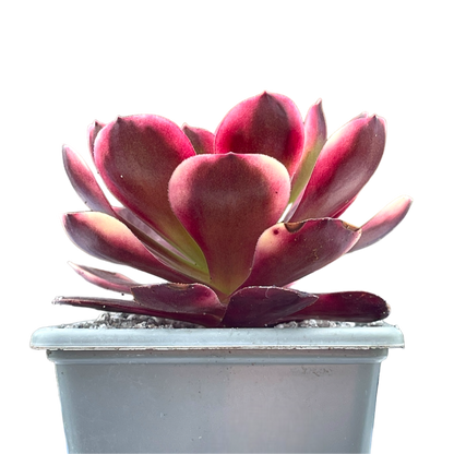 Aeonium 'Superbang'