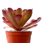 x Semponium 'Sienna'