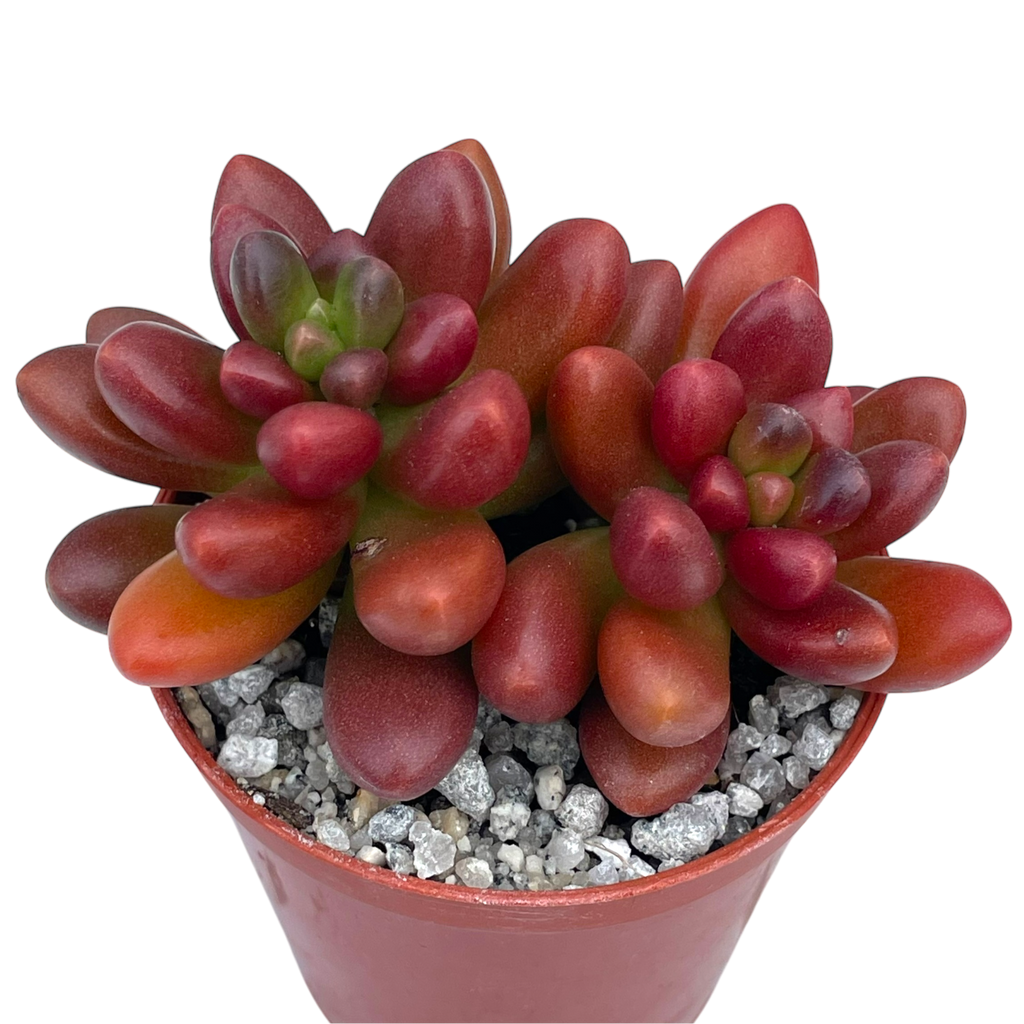 crocodile plant succulent x Cremnosedum 'Crocodile' – Surreal Succulents