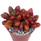 x Cremnosedum 'Crocodile'