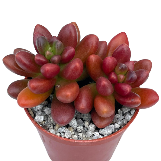 x Cremnosedum 'Crocodile'