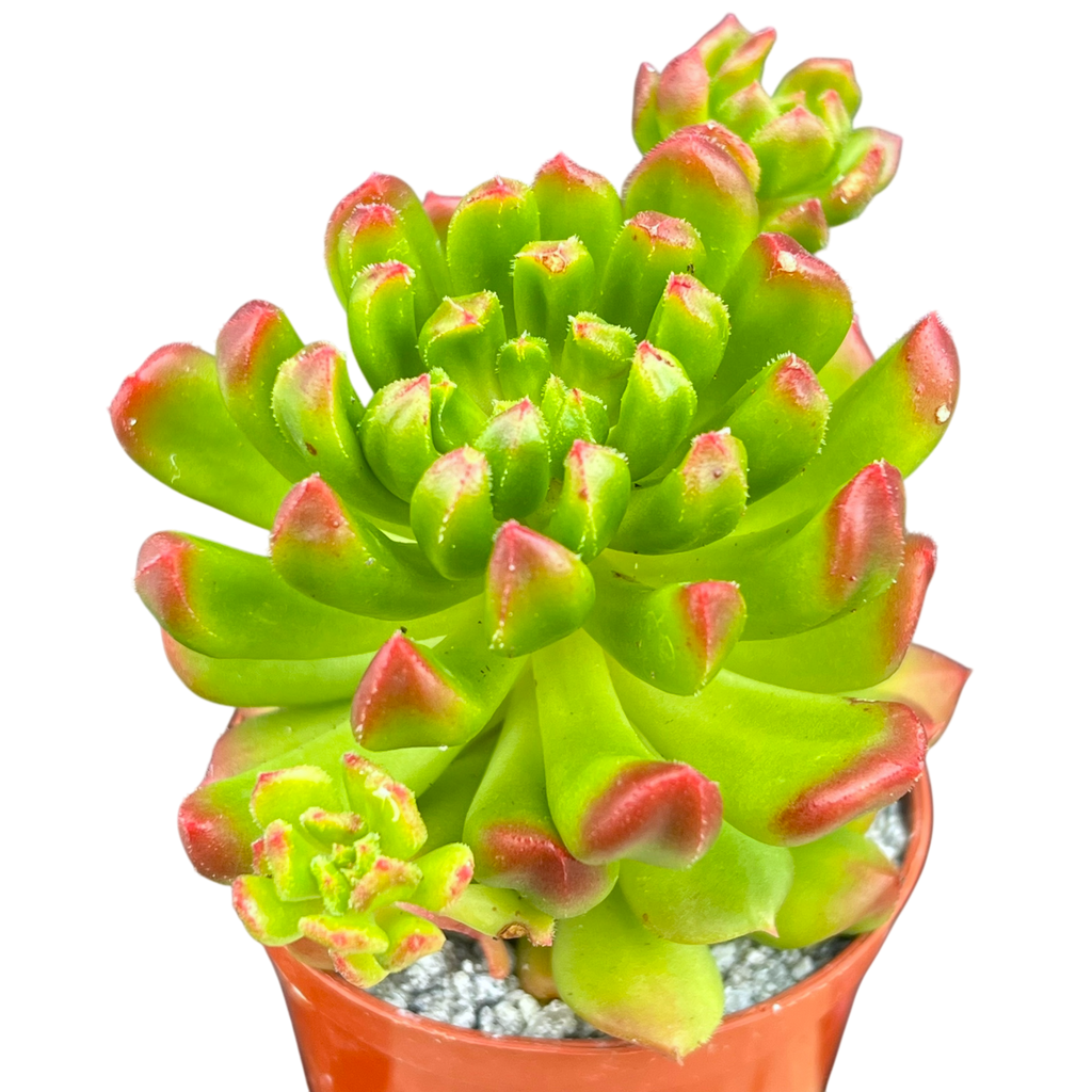 Echeveria 'Red Lantern'