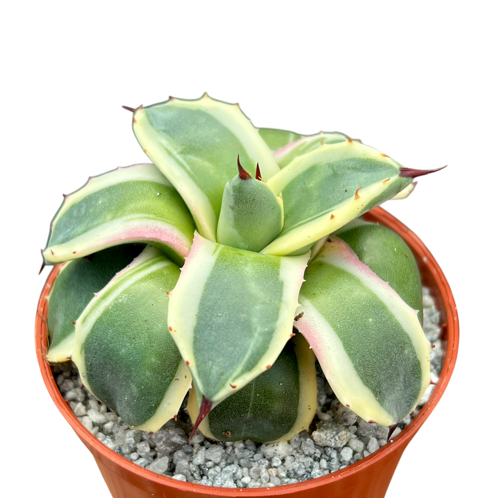 Agave applanata 'Cream Spike'