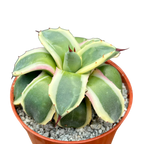 Agave applanata 'Cream Spike'