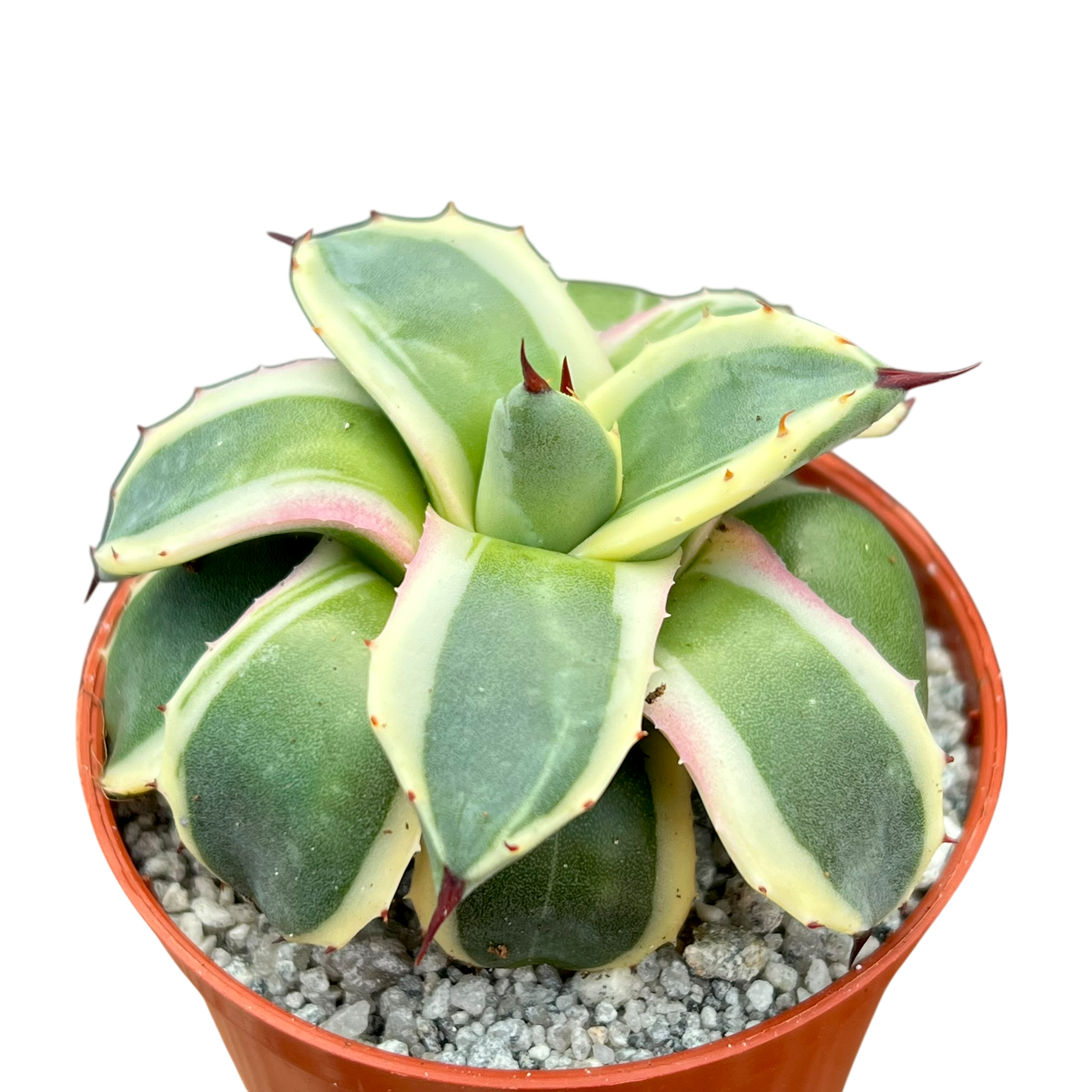 Agave applanata 'Cream Spike'