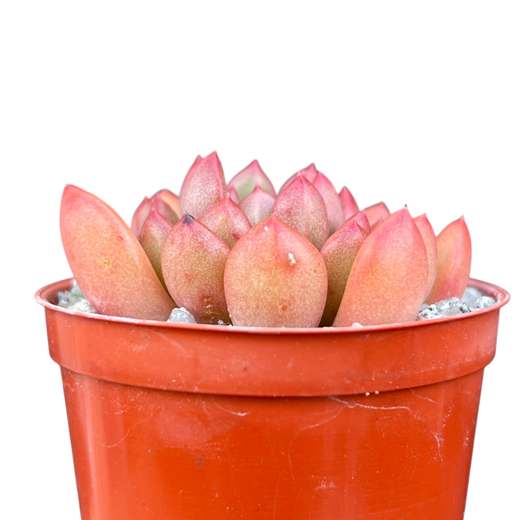 x Graptoveria 'Pink Ruby'