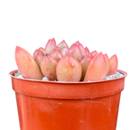 x Graptoveria 'Pink Ruby'