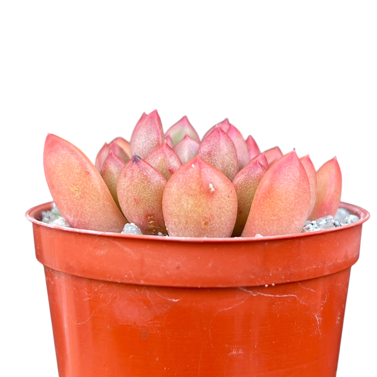 x Graptoveria 'Pink Ruby'