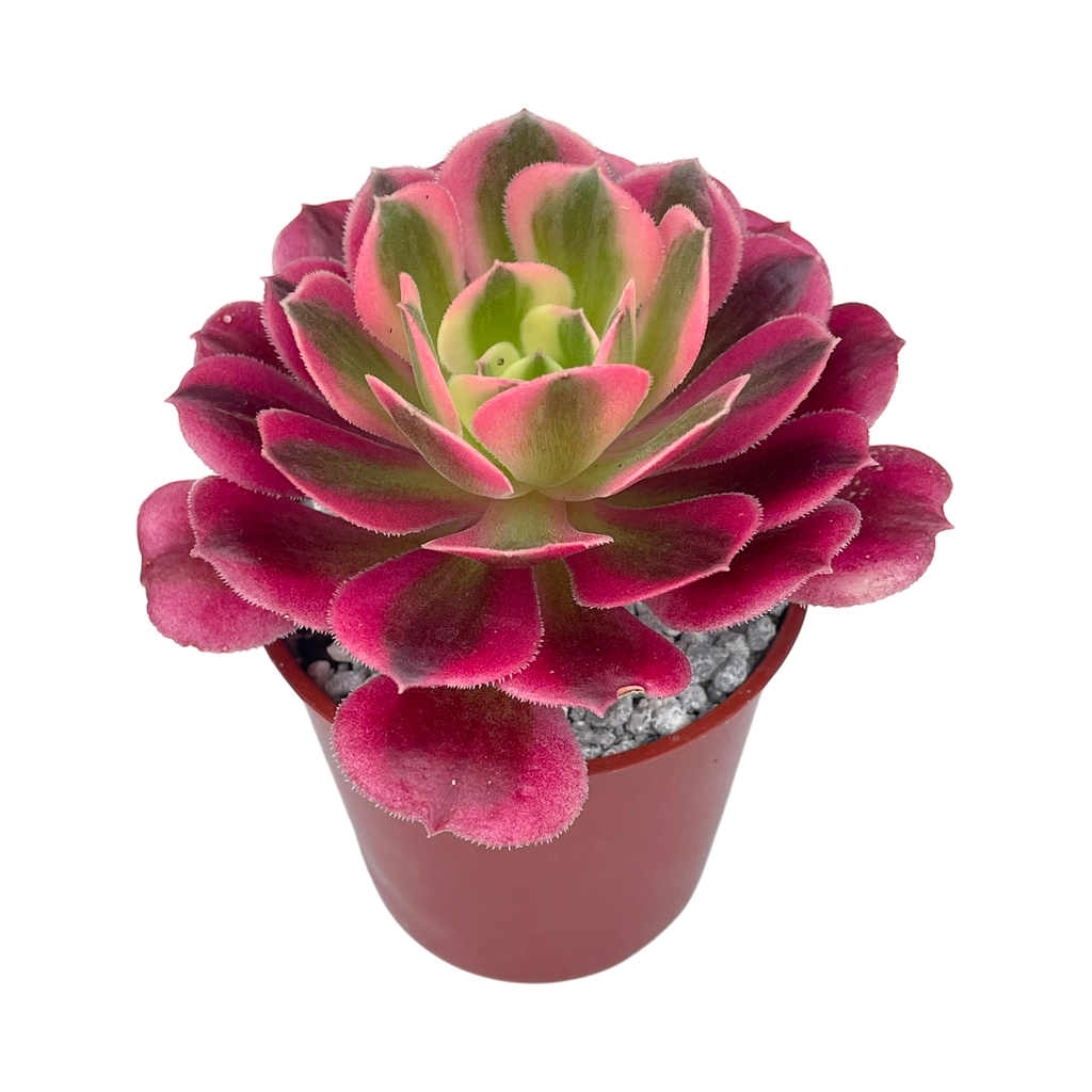 Aeonium 'Pink Witch'