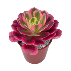 Aeonium 'Pink Witch'