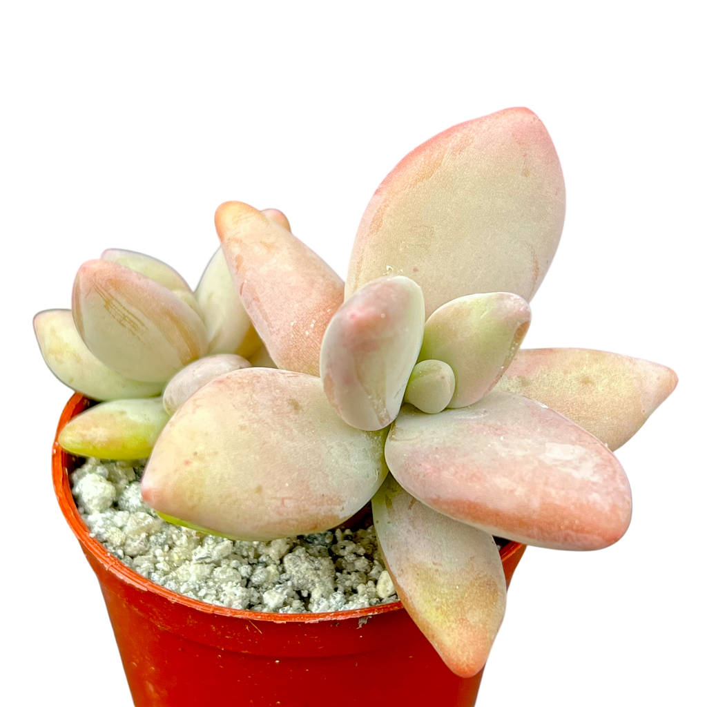 Pachyphytum werdermannii