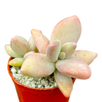 Pachyphytum werdermannii