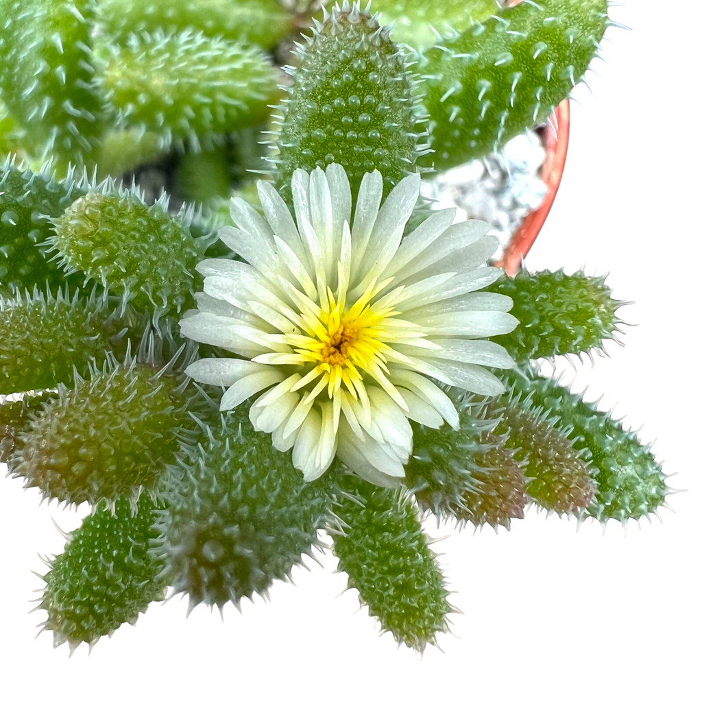 Delosperma echinatum | Pickle Plant