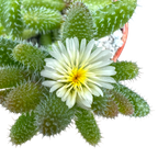 Delosperma echinatum | Pickle Plant