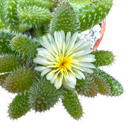 Delosperma echinatum (Pickle Plant)