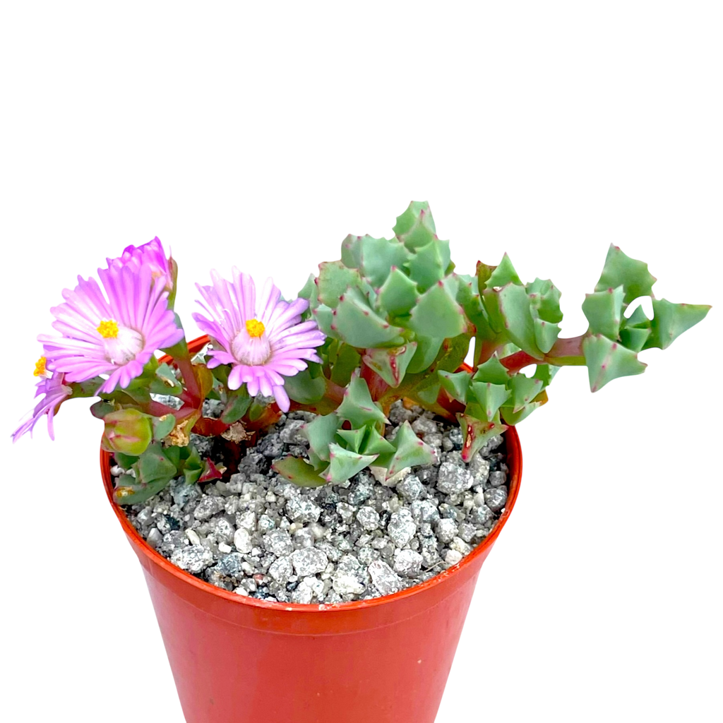 琴爪菊 – Surreal Succulents 琴爪菊 – Surreal Succulents