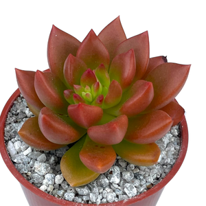 Echeveria 'Lepus'