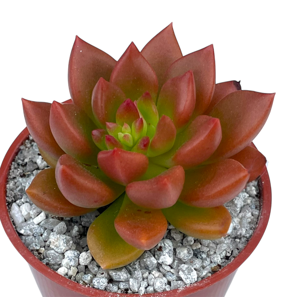 Echeveria 'Lepus'