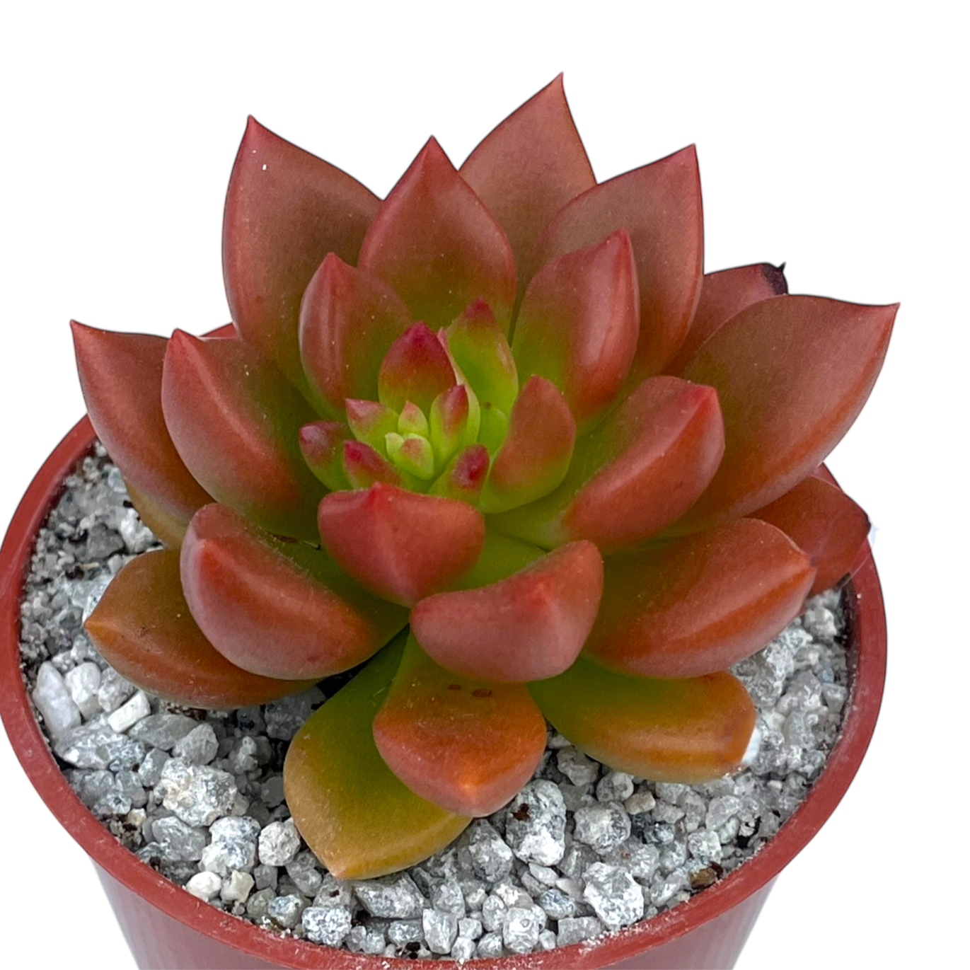 Echeveria 'Lepus'