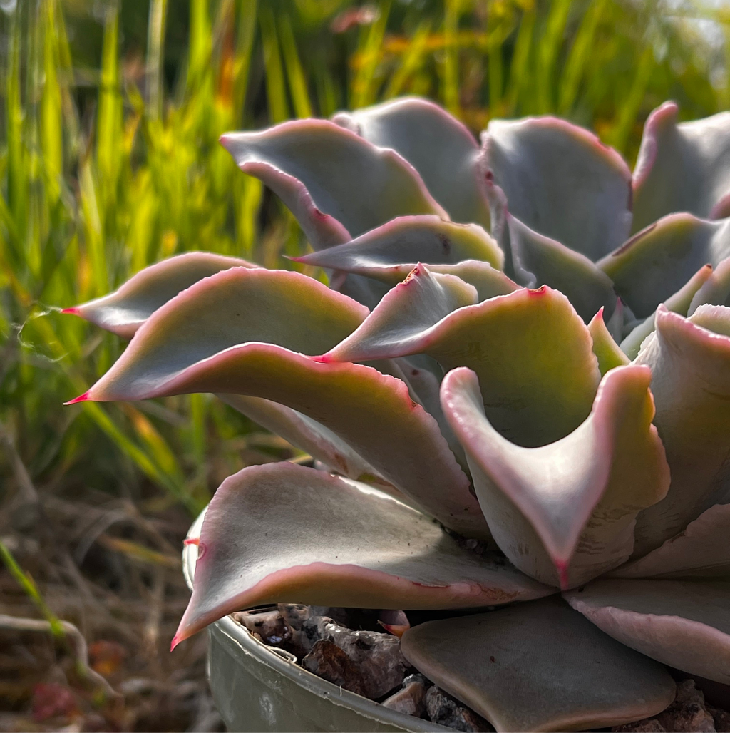 Echeveria 'Madiba'