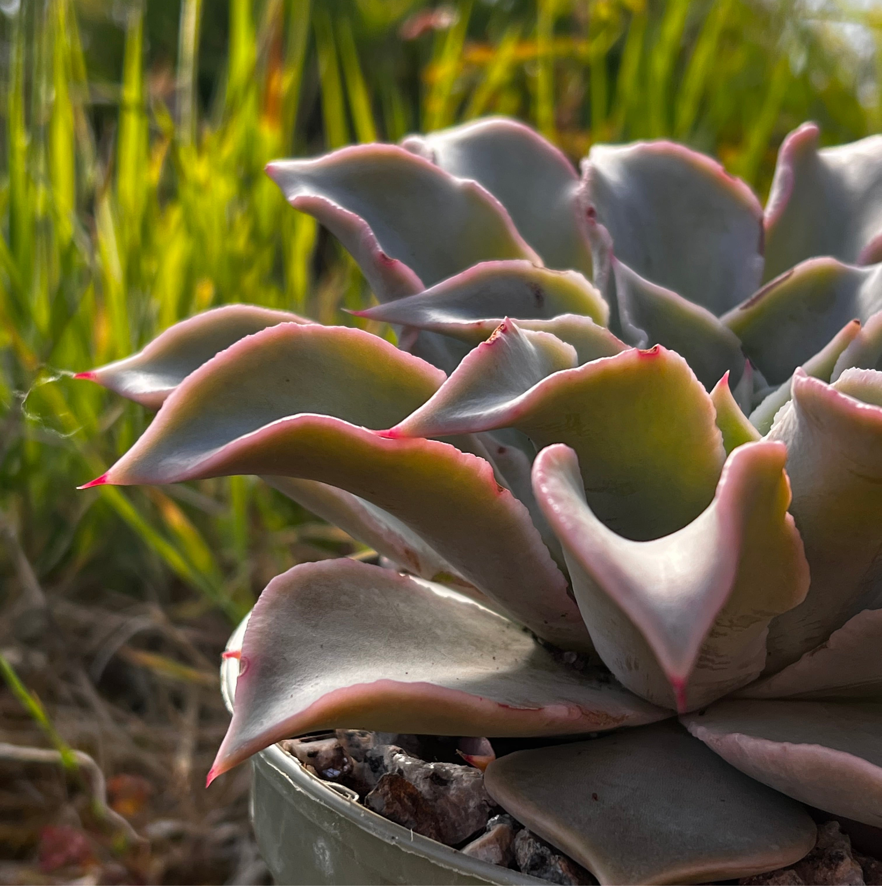 Echeveria 'Madiba'