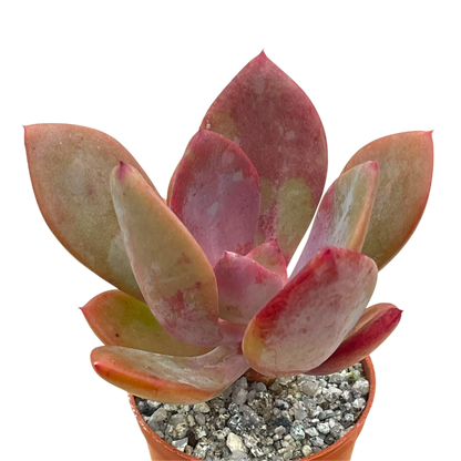 x Pachyveria 'Empress'