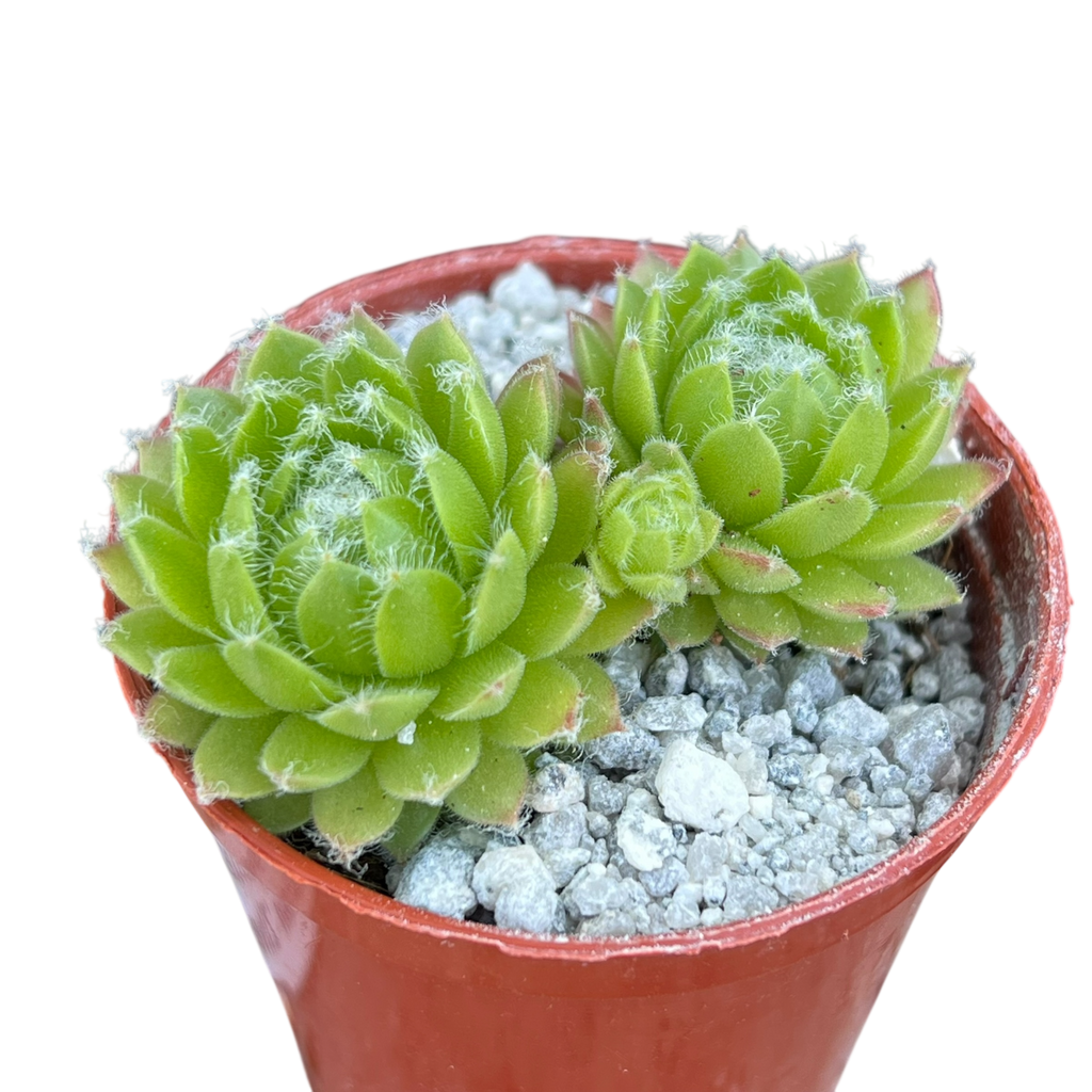 Sempervivum 'Zilver Moon'
