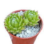 Sempervivum 'Zilver Moon'