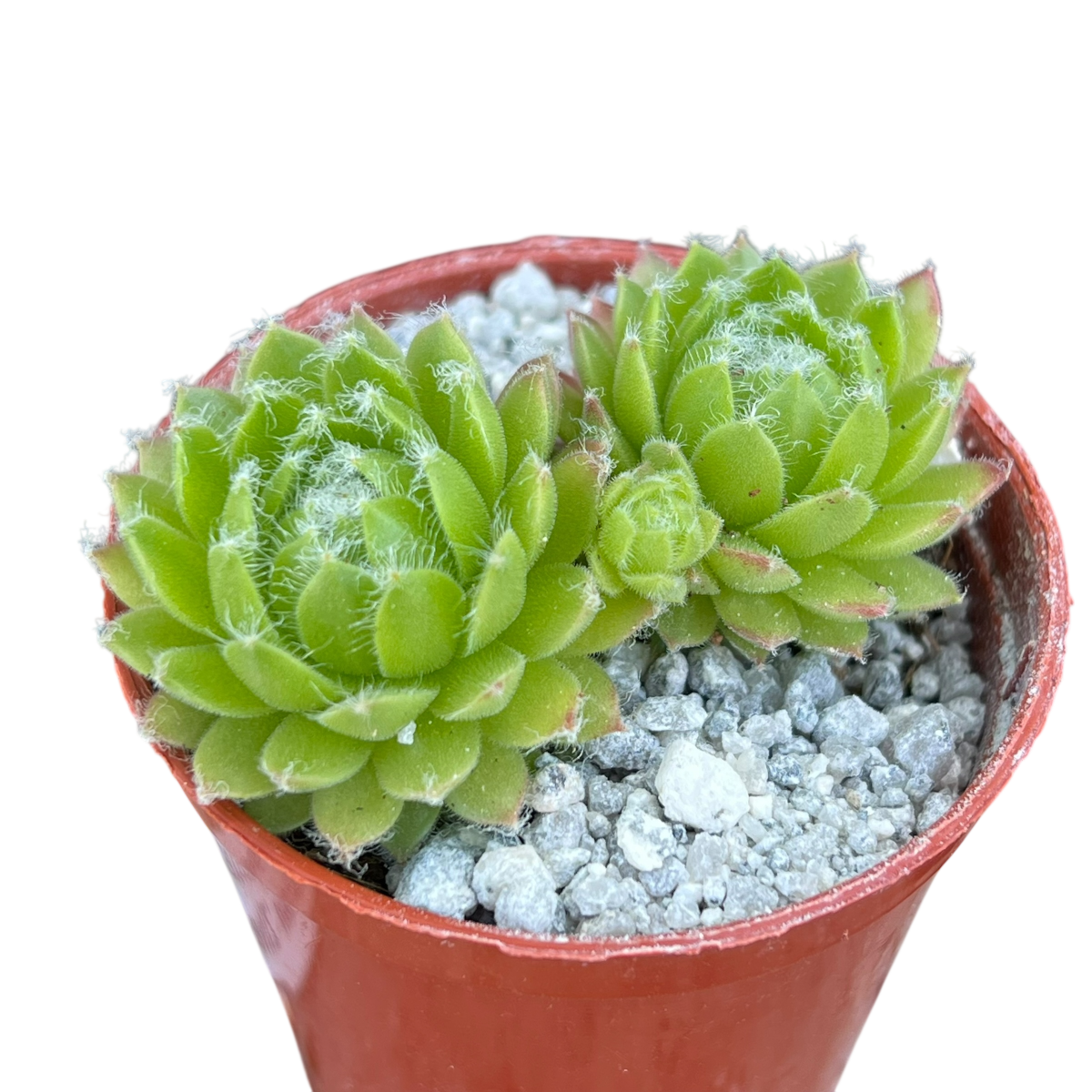 Sempervivum 'Zilver Moon'