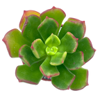 x Sedeveria 'Ar Mor Glaz'