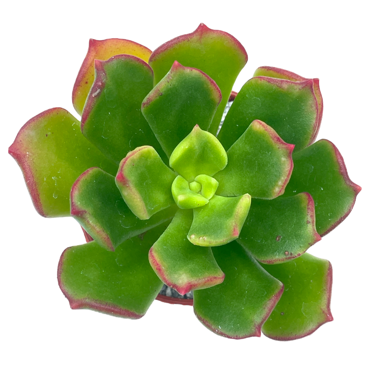 x Sedeveria 'Ar Mor Glaz'