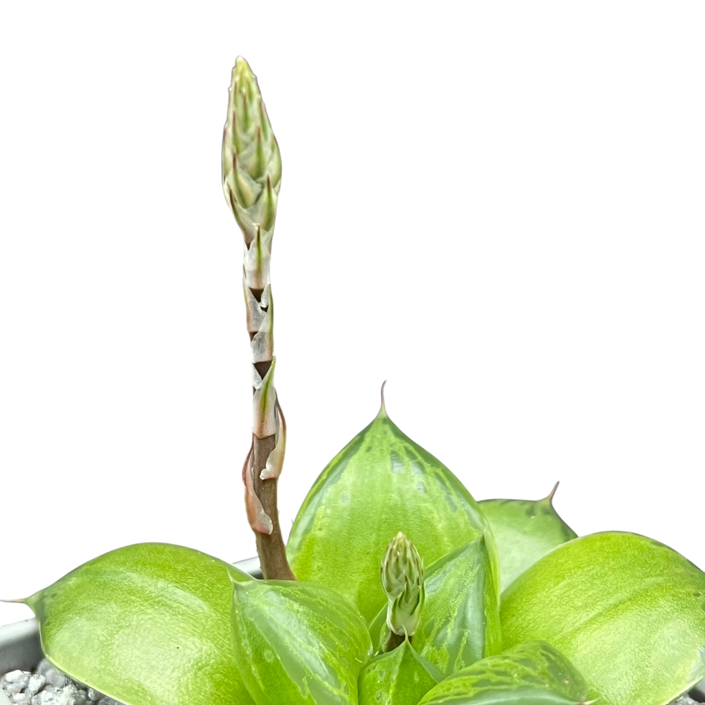 Haworthia 'Green Giant'