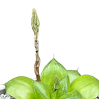 Haworthia 'Green Giant'