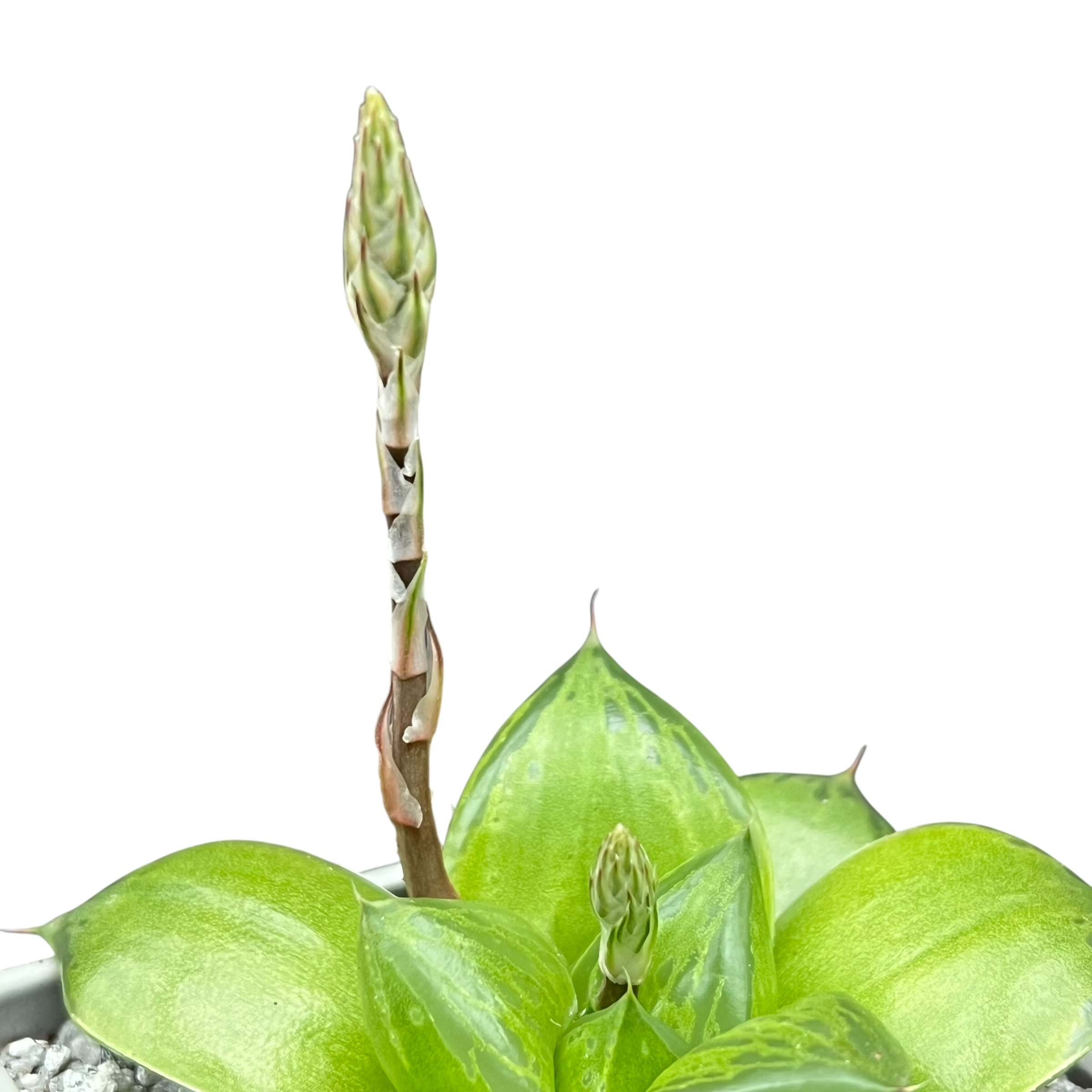 Haworthia 'Green Giant'