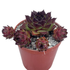 Sempervivum tectorum 'Triste'
