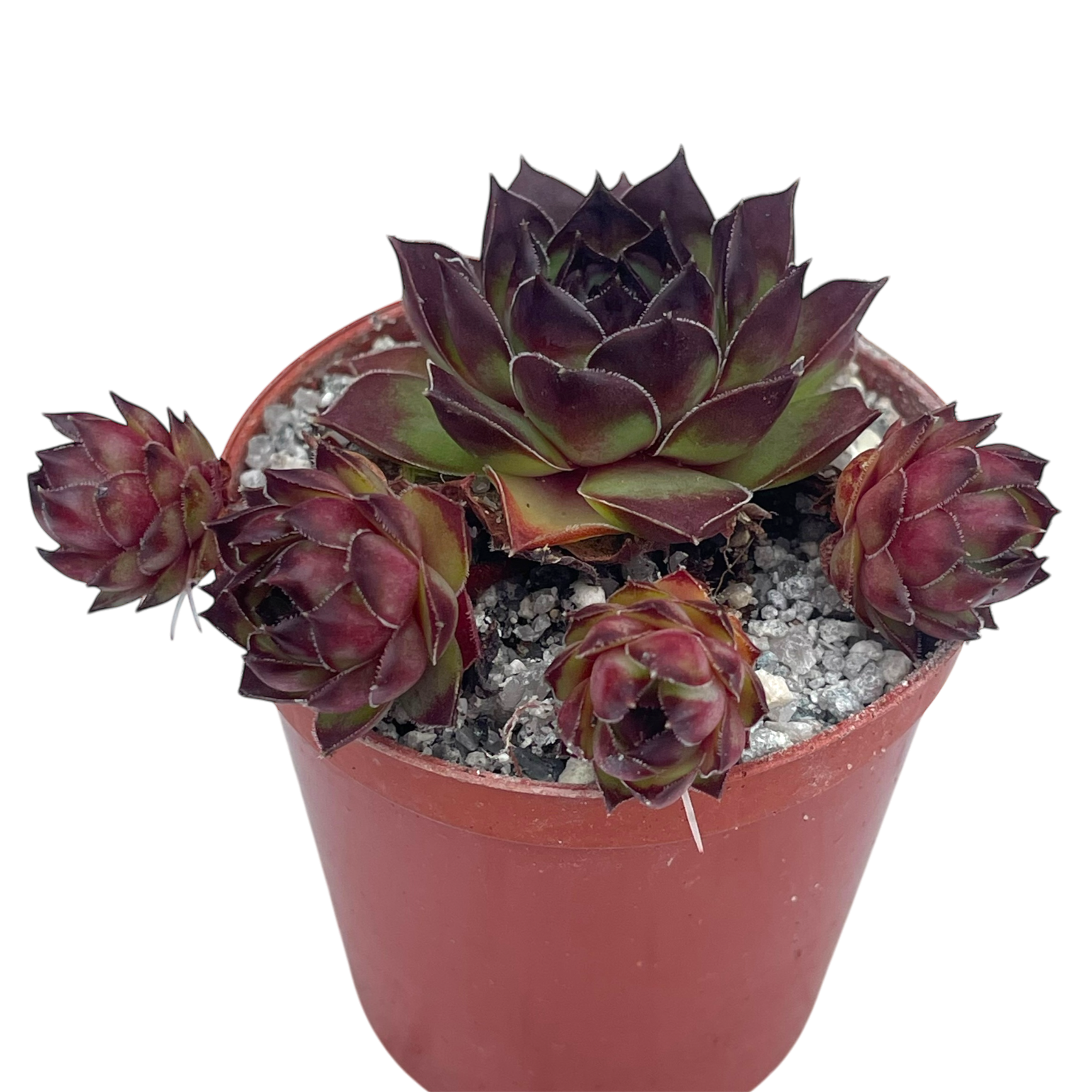 Sempervivum tectorum 'Triste'