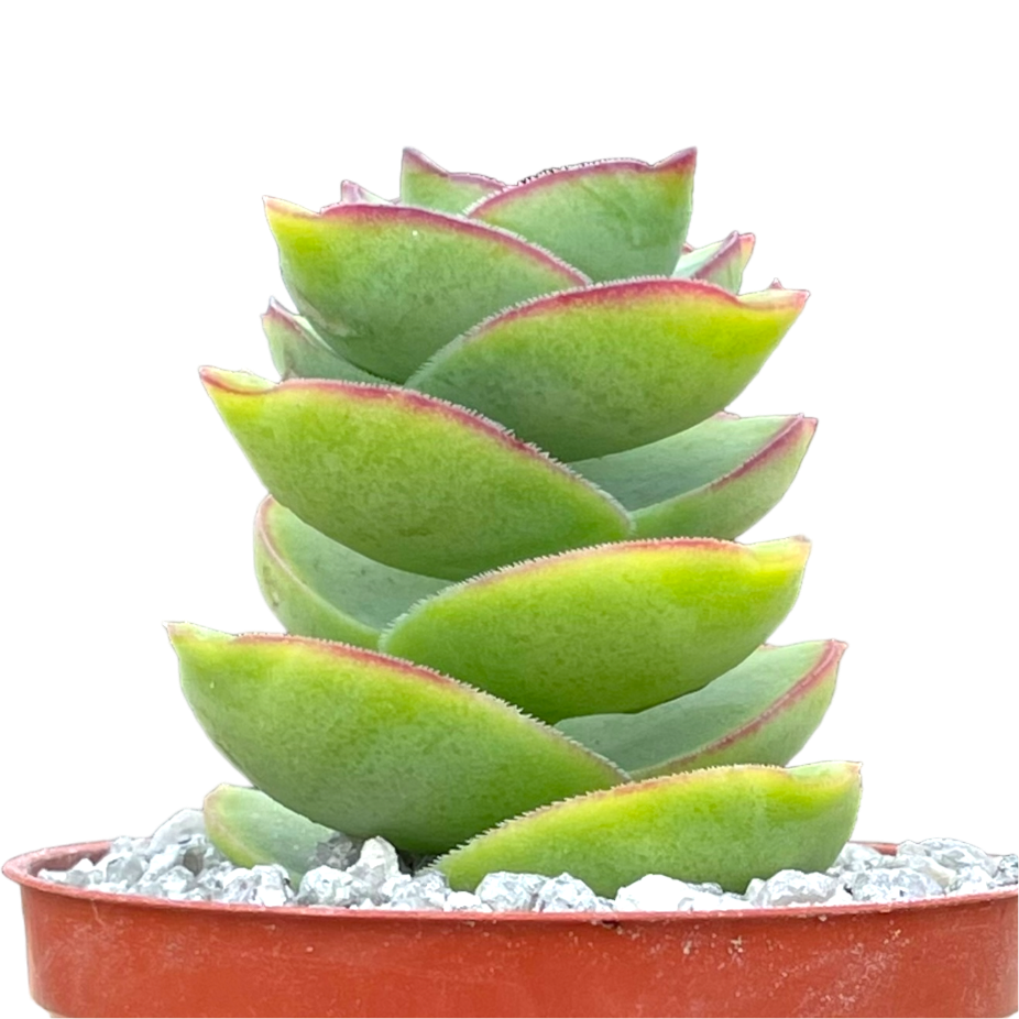 Crassula perforata