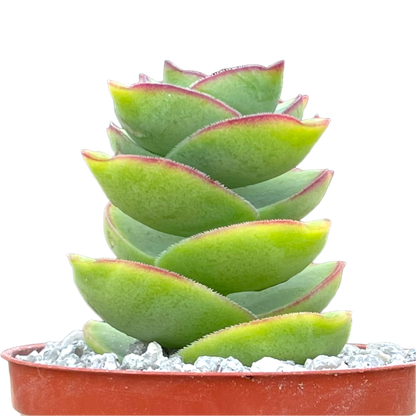 Crassula perforata