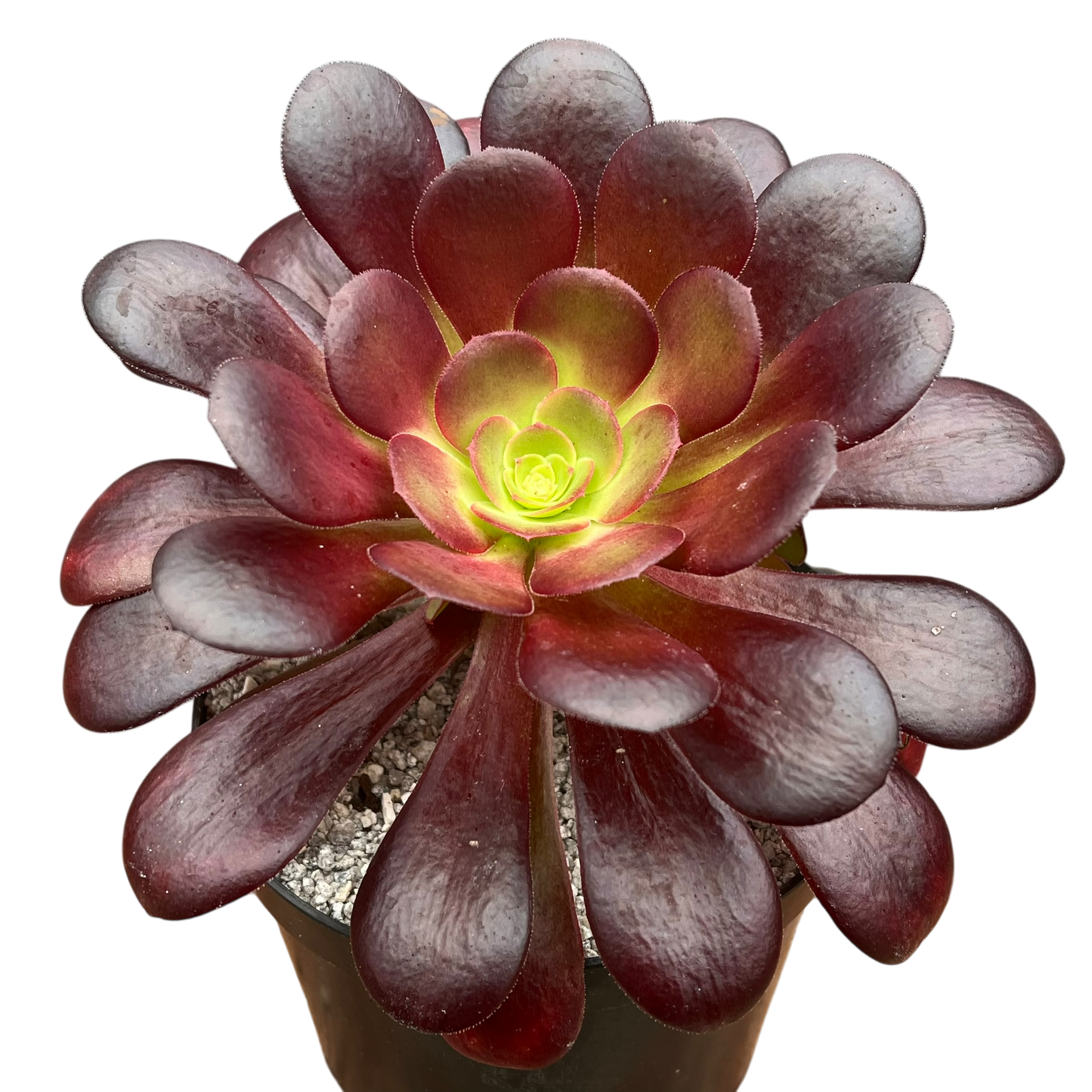 aeonium velour succulent Aeonium 'Velour' – Surreal Succulents