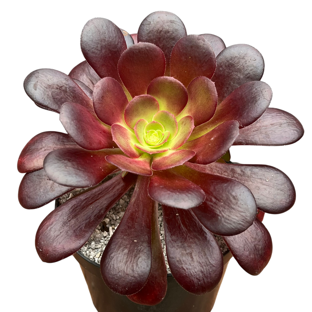 Aeonium 'Velour'