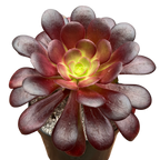 Aeonium 'Velour'