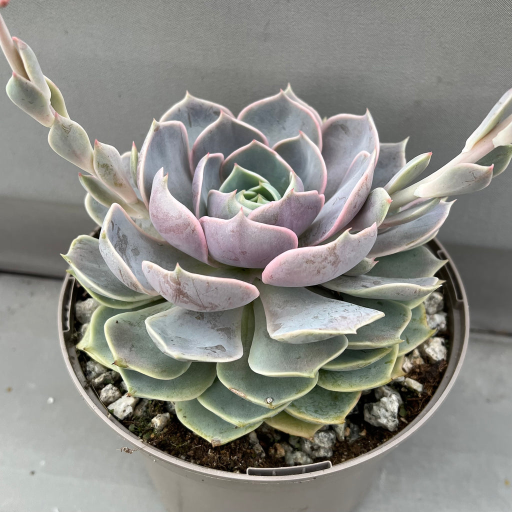 Echeveria 'Holy Gate'