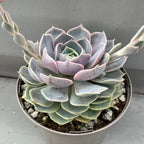 Echeveria 'Holy Gate'