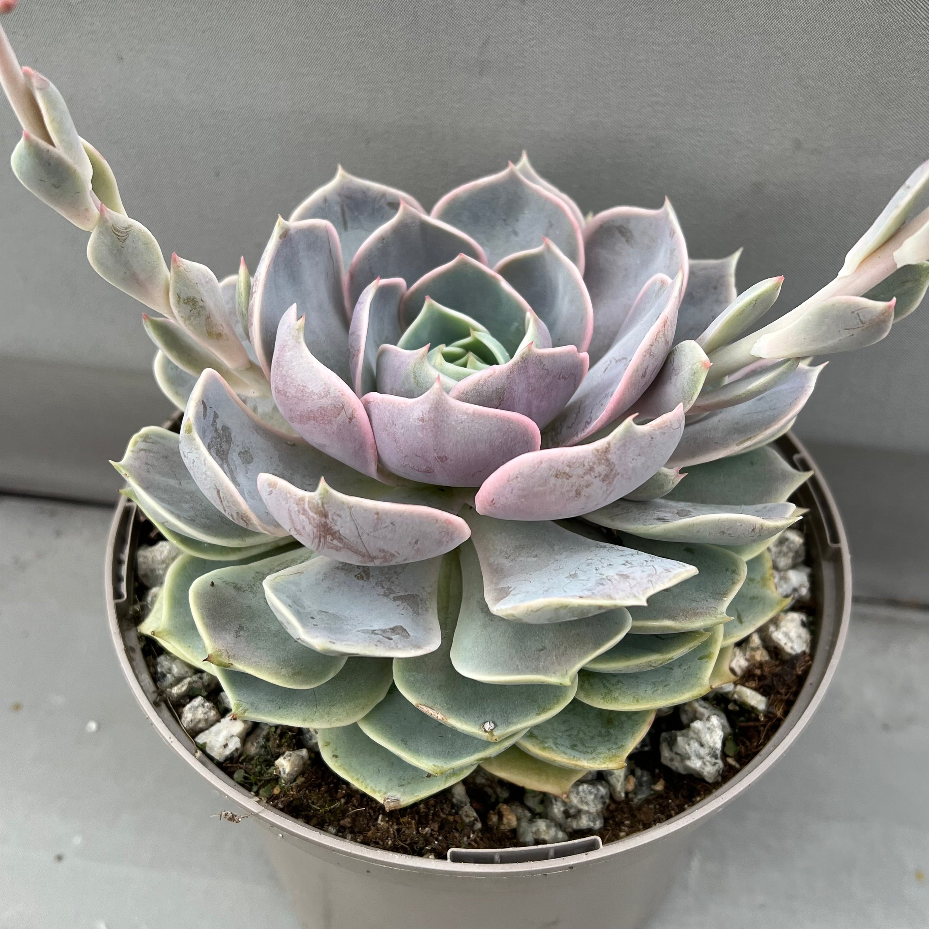 Echeveria 'Holy Gate'