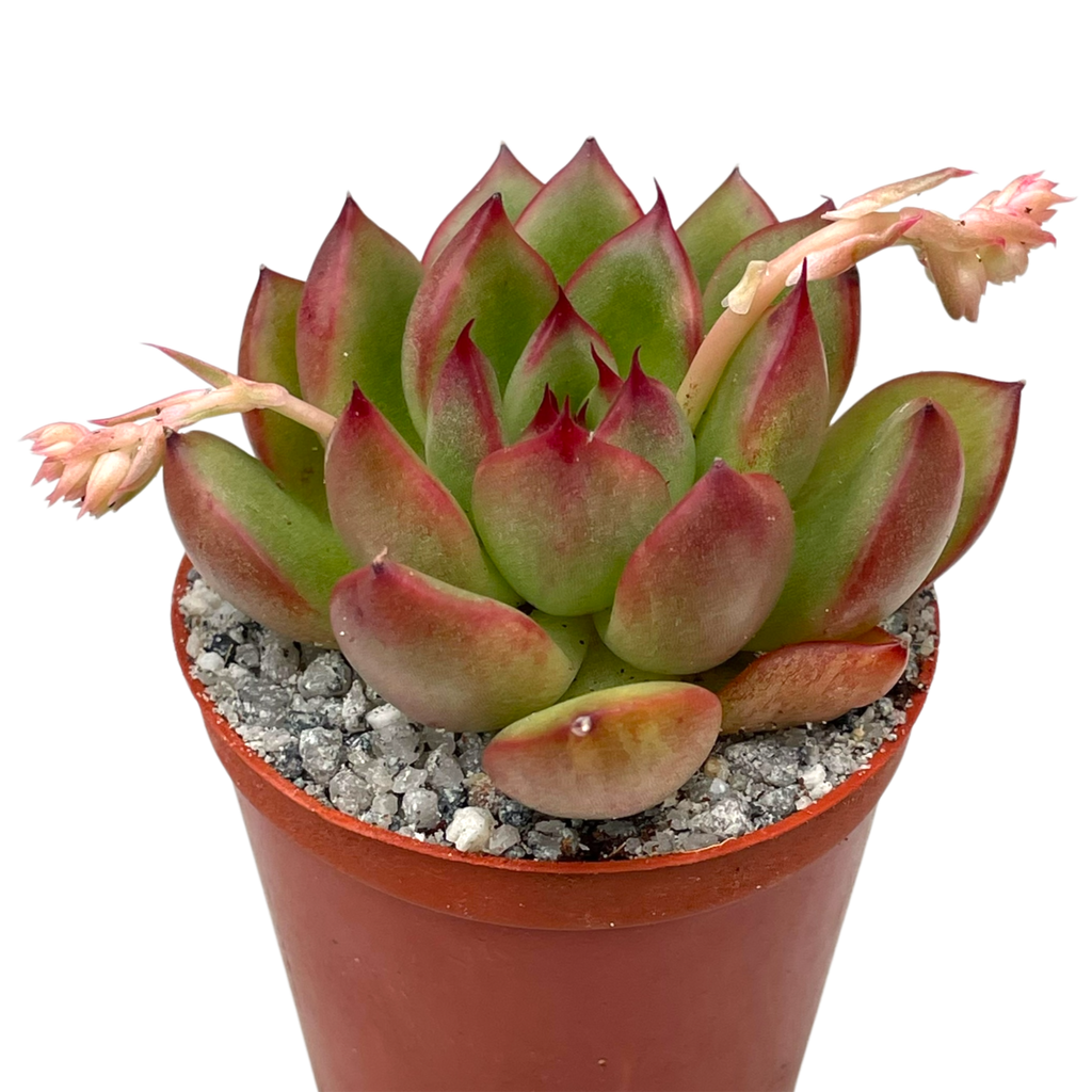 Echeveria agavoides x pulidonis