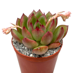 Echeveria agavoides x pulidonis