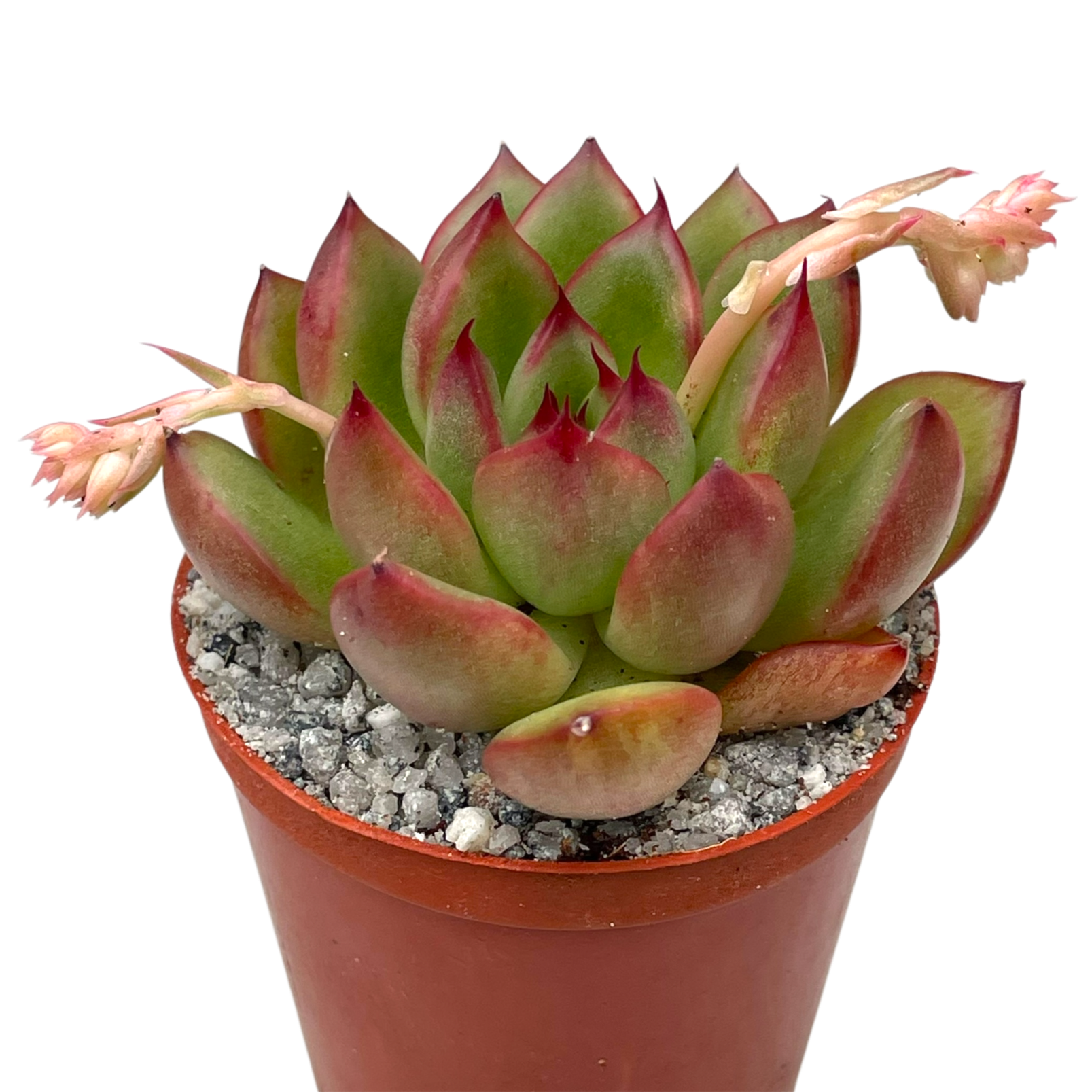 Echeveria agavoides x pulidonis
